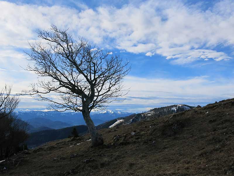 Reisalpe